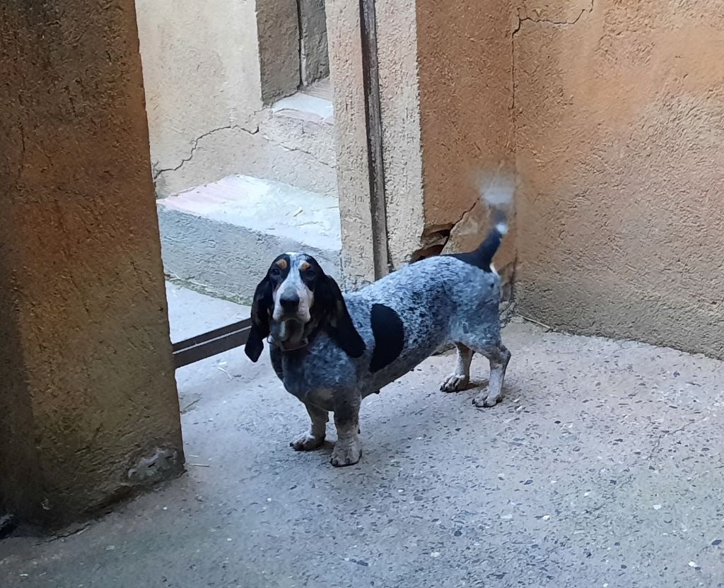 Oliva Del Montbarbat
