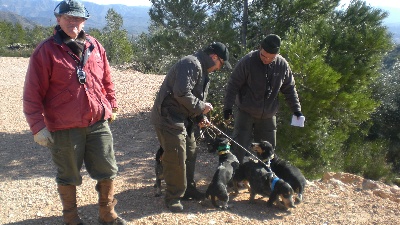 Del Montbarbat - Club Esp. Beagle. Prova treball de conill XERTA (Tarragona)-11/02/12