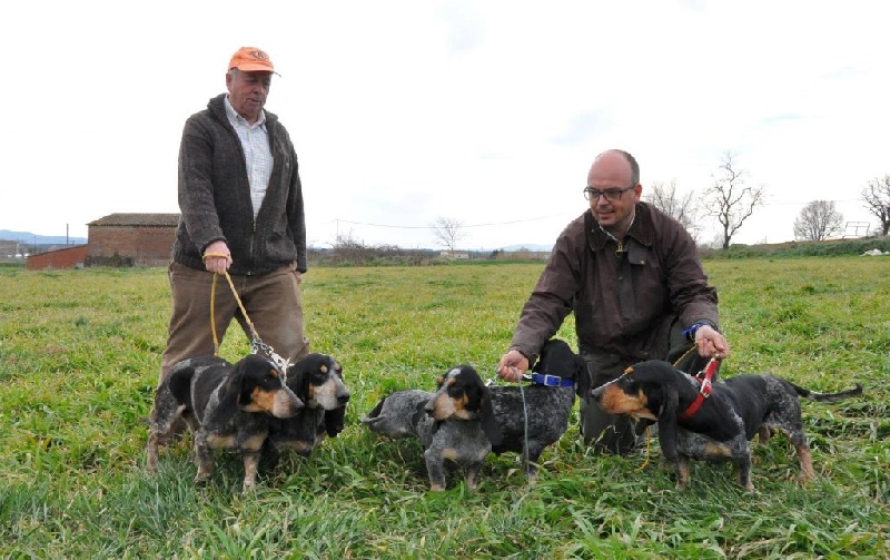 chiens